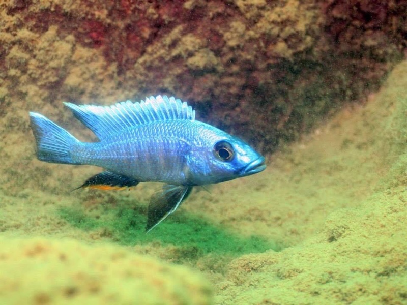 Otopharynx lithobates 'Mumbo Island'